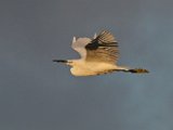witreier teen donker wolk